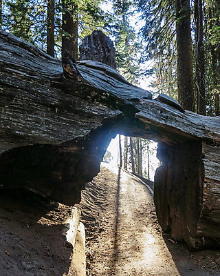 포토 JPG 해외이미지 나무 길 자국 자연 날씨 사람없음 야외 목재 초록색 햇빛 뷰티 미국 산책로 하이킹 황무지 숲 큼 오솔길 캘리포니아 먼지 거인 내추럴 옛날 해외포토 식물 컬러 북아메리카 재료 레저 태양 크기 생태계 파일형식 이미지허브