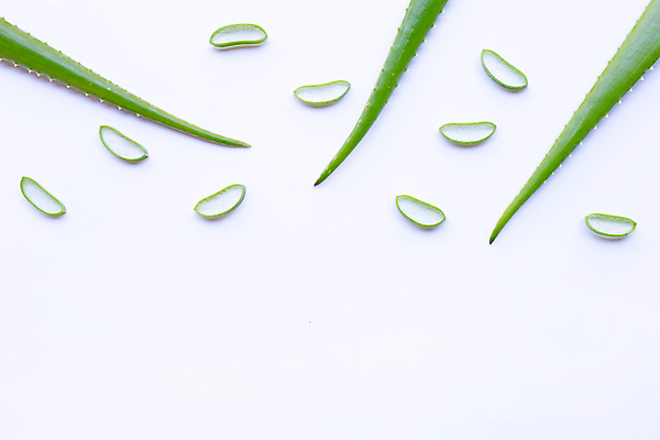 포토 JPG 해외이미지 스튜디오촬영 단면 실내 사람없음 뷰티 흰배경 알로에 해외포토 식물 백그라운드 내부 흰색 파일형식 이미지허브