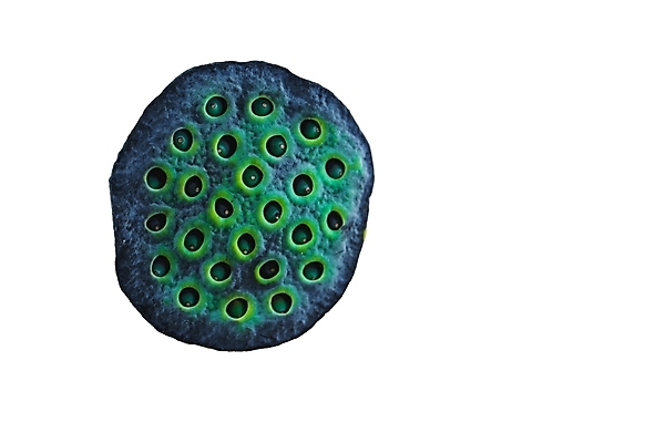 포토 JPG 해외이미지 식물 꽃 아시아 음식 백그라운드 농업 채소 과일 재료 자연 씨앗 동양인 사람없음 초록색 컬러풀 약 흰색 신선 원형 그룹 닫기 허브 레이아웃 머리위 동쪽 내추럴 고립 꼬투리 돌봄 이상 카피스페이스 미니멀리스트 미니멀 해외포토 도형 나라 산업 컬러 의학 모션 인종 공백 방향 생태계 파일형식 이미지허브