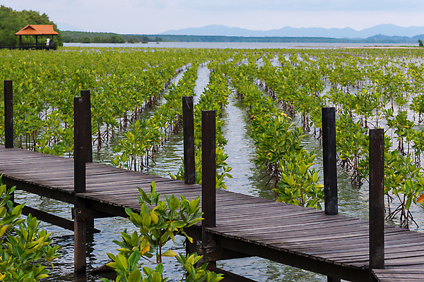 포토 JPG 해외이미지 나무 식물 공원 아시아 길 여행 백그라운드 잎 자국 태국 자연 하늘 사람없음 야외 목재 초록색 파란색 뷰티 노란색 정원 침묵 산책 산책로 황금 숲 오솔길 장면 부드러움 내추럴 가죽끈 떠남 방법 옛날 해외포토 공공시설 나라 컬러 재료 모션 휴식 소리 끈 감각 가죽 생태계 파일형식 이미지허브