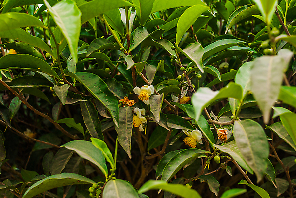 포토 JPG 해외이미지 나무 식물 구름 아시아 잎 밭 농업 자연 하늘 아침 산 파노라마 동양인 풍경 경사 사람없음 초록색 여름 빛 태양 농장 농경지 환경 계곡 봄 안개 시골 신선 재산 차 숲 땅 언덕 장면 말레이시아 산악지대 떠남 해외포토 주간 자연요소 계절 나라 산업 음료 컬러 모션 날씨 촬영기법 인종 금융 생태계 파일형식 이미지허브