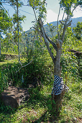 포토 JPG 해외이미지 나무 전통 공원 아시아 종교 문화 여행 백그라운드 자연 넥타이 산 동양인 사람없음 야외 목재 초록색 하트 악단 사찰 개화 언덕 명상 발리 나무껍질 신성 내추럴 숭배 힌두교 해외포토 모양 식물 잡화 공공시설 꽃 나라 음악 컬러 섬 재료 종교건축 인종 껍질 생태계 인도네시아 파일형식 이미지허브