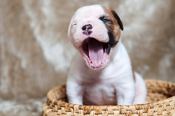 포토 JPG 해외이미지 새끼 실내 앉기 사람없음 반려동물 귀여움 개 강아지 매끈함 하품 불독 해외포토 동물 컨셉 포유류 모션 내부 감각 생리현상 파일형식 이미지허브