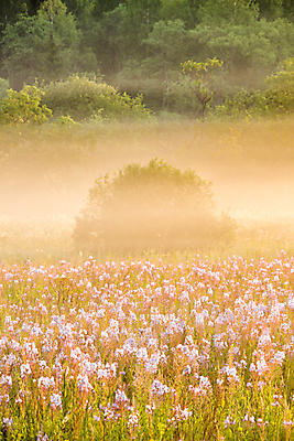 포토 JPG 해외이미지 나무 꽃 밭 자연 아침 함께함 풍경 사람없음 여름 노란색 일출 새벽 안개 가을 황금 숲 그림 러시아 해외포토 주간 자연요소 식물 계절 유럽 컬러 컨셉 농업 날씨 노을 생태계 파일형식 이미지허브