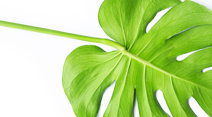 포토 JPG 해외이미지 실내 근접촬영 사람없음 한개 흰배경 몬스테라 열대잎 해외포토 식물 1 뷰포인트 백그라운드 잎 내부 흰색 파일형식 이미지허브