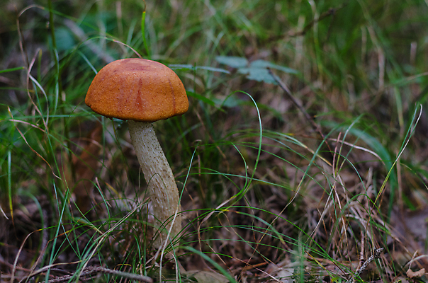 포토 JPG 해외이미지 주간 자연 근접촬영 사람없음 야외 버섯 해외포토 자연요소 뷰포인트 생태계 파일형식 이미지허브