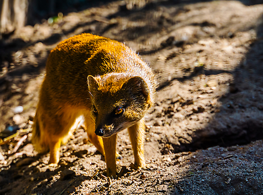 포토 JPG 해외이미지 동물 얼굴 야생동물 신체 포유류 아프리카 동물원 종류 사람없음 빨간색 반려동물 노란색 머리 고양이 사막 육식동물 육식 남쪽 미어캣 사바나 이국적 인기 포식 해외포토 나라 컬러 신체부위 방향 파일형식 이미지허브