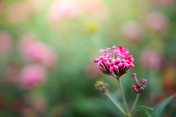 포토 JPG 해외이미지 식물 디자인 계절 꽃잎 꽃 분홍색 꽃다발 백그라운드 꽃무늬 패턴 자연 사람없음 초록색 여름 컬러풀 뷰티 보라색 봄 성장 벚꽃 신선 질감 만들기 내추럴 해외포토 컬러 무늬 모션 생태계 파일형식 이미지허브