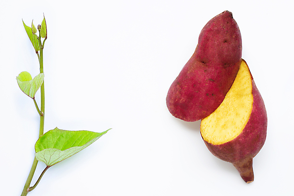 포토 JPG 해외이미지 단면 실내 사람없음 흰배경 슬라이스 고구마 잎줄기 고구마잎 해외포토 줄기 백그라운드 잎 뿌리채소 내부 흰색 파일형식 이미지허브