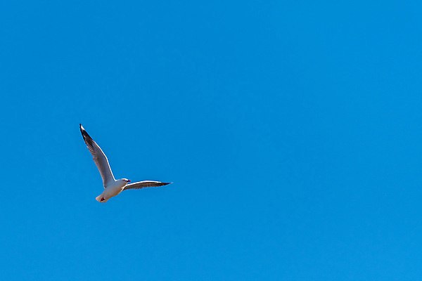 포토 JPG 해외이미지 동물 1 야생동물 바다 포즈 백그라운드 컨셉 자연 갈매기 조류 하늘 낚시 사람없음 야외 파란색 태양 평화 화목 펼침 자유 흰색 비행 우아함 호주 깃털 부리 천국 고립 독립 동물상 무료 해외포토 자연요소 컬러 모션 레저 조형물 오세아니아 생태계 파일형식 이미지허브