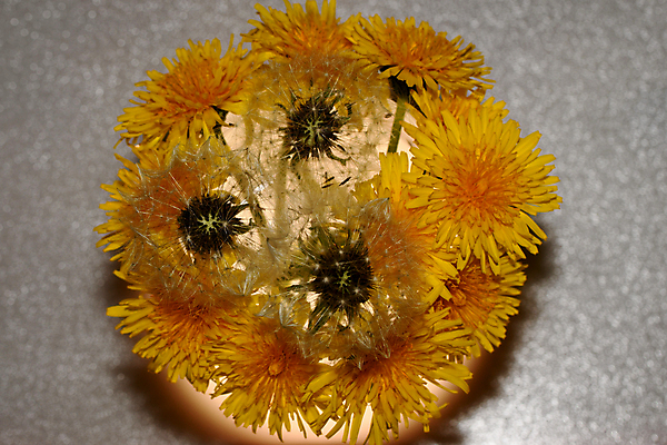 포토 JPG 해외이미지 식물 꽃잎 꽃 줄기 자연 씨앗 사람없음 뷰티 민들레 그리너리 해외포토 생태계 파일형식 트랜드컬러 이미지허브