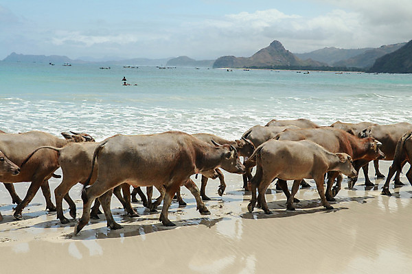 포토 JPG 해외이미지 식물 동물 전통 아시아 문화 지구 야생동물 음식 밭 농업 포유류 태국 자연 밥 근육 뿔 서기 들기 동양인 사람없음 야외 초록색 물 농장 검은색 힘 기계 수확 시골 업무 그룹 소 농부 큼 먹기 진흙 무거움 내추럴 혼자 해외포토 자연요소 직업 나라 산업 컬러 모션 인종 작업 무게 크기 생태계 파일형식 이미지허브