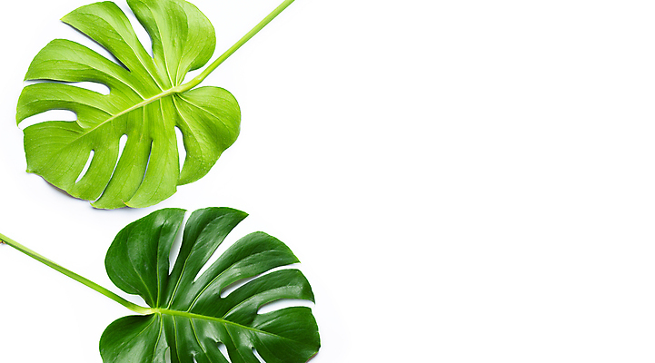 포토 JPG 해외이미지 실내 사람없음 두개 흰배경 몬스테라 열대잎 카피스페이스 해외포토 식물 백그라운드 잎 2 내부 공백 흰색 파일형식 이미지허브