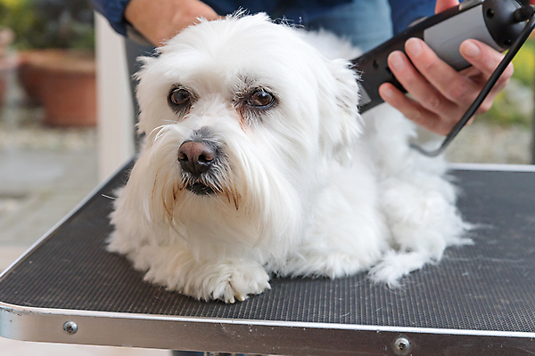 포토 JPG 해외이미지 손 탁자 앉기 사람없음 신체부위 반려동물 개 자르기 돌봄 바리깡 애견미용 해외포토 동물 가구 포유류 모션 사람 뷰티 파일형식 이미지허브