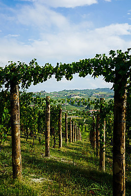 포토 JPG 해외이미지 유럽 잎 농업 과일 자연 포도 휴가 풍경 사람없음 야외 초록색 여행객 와인 이탈리아 성장 농촌 시골 언덕 조경 포도밭 포도나무 산기슭 내추럴 양조장 해외포토 식물 나라 산업 컬러 밭 산 주류 사람 과일나무 생태계 파일형식 이미지허브