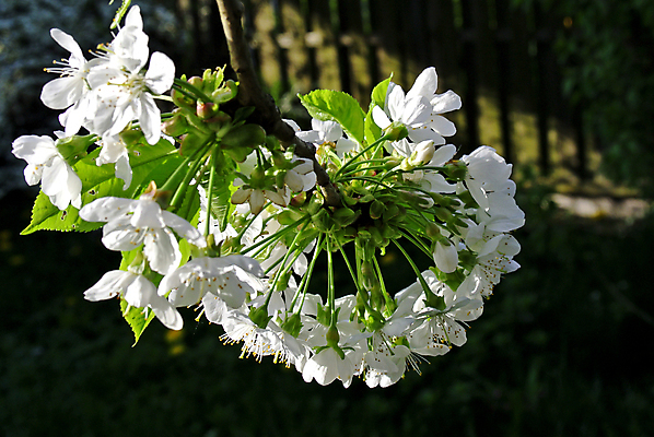 포토 JPG 해외이미지 나무 식물 계절 꽃 유럽 백그라운드 꽃무늬 자연 사람없음 야외 초록색 파란색 뷰티 봄 벚꽃 흰색 나뭇가지 신선 개화 체리 부드러움 내추럴 해외포토 나라 컬러 무늬 과일 감각 생태계 파일형식 이미지허브