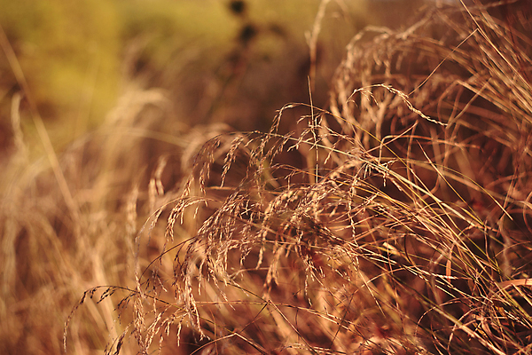 포토 JPG 해외이미지 식물 밭 건조 따뜻함 잔디 사람없음 야외 목재 햇빛 태양 농장 갈색 노란색 맑음 성장 광선 가을 시골 그룹 숲 작음 허브 시들음 창백 줄서기 많음 해외포토 자연요소 나무 계절 컬러 컨셉 농업 재료 모션 날씨 크기 파일형식 이미지허브