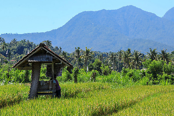포토 JPG 해외이미지 나무 식물 전통 공원 여행 백그라운드 밭 농업 자연 하늘 밥 건조 사람없음 야외 건물 목재 초록색 파란색 농장 마을 수확 덮개 나뭇가지 농촌 시골 막대기 황무지 농부 숲 오두막 심볼 발리 인도네시아 사생활 삼림지대 숨기 옛날 해외포토 직업 건축물 공공시설 산업 아시아 음식 컬러 섬 재료 모션 뚜껑 생태계 파일형식 이미지허브