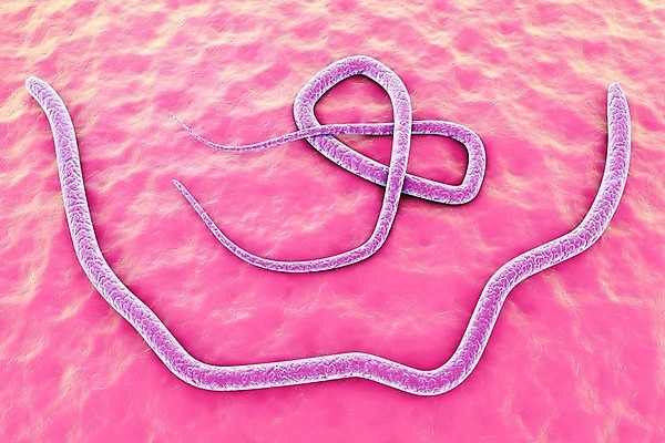 포토 JPG 해외이미지 동물 야생동물 자연 검은배경 사람 사람없음 가로 3D 벌레 고립 해외포토 곤충 백그라운드 검은색 디지털합성 생태계 파일형식 이미지허브