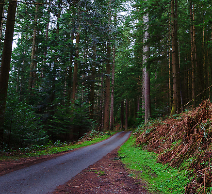 포토 JPG 해외이미지 나무 도로 여행 자국 자연 영국 웨일즈 풍경 사람없음 야외 목재 초록색 컬러풀 봄 운전 농촌 시골 소나무 숲 싱글 멀리 삼림지대 선로 집회 흙길 스노도니아 해외포토 식물 계절 유럽 길 컬러 재료 교통시설 모션 흙 생태계 파일형식 이미지허브