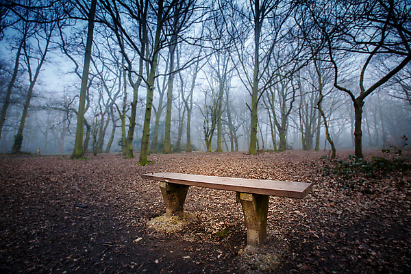포토 JPG 해외이미지 나무 식물 공원 잎 벤치 의자 자연 휴식 풍경 사람없음 야외 목재 여름 평화 정원 침묵 고요 봄 안개 가을 시골 기다림 고독 숲 오브젝트 통로 무료 뿌연 옛날 혼자 해외포토 계절 공공시설 감정 가구 컨셉 재료 모션 날씨 소리 생태계 파일형식 이미지허브