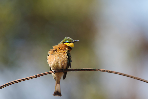 포토 JPG 해외이미지 동물 유럽 야생동물 날개 자연 조류 사랑 사람없음 빨간색 초록색 파란색 뷰티 노란색 환경 봄 자유 흰색 벌 깃털 부리 육식동물 글라이더 동물상 수유 해외포토 계절 감정 나라 컬러 곤충 컨셉 조형물 생태계 파일형식 이미지허브