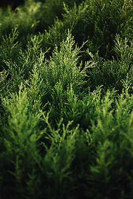 포토 JPG 해외이미지 백그라운드 잎 자연 사람없음 초록색 소프트포커스 해외포토 식물 컬러 촬영기법 생태계 파일형식 이미지허브