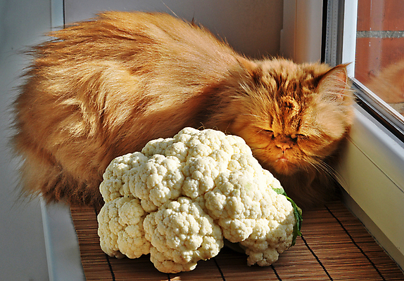 포토 JPG 해외이미지 채소 창문 앉기 사람없음 반려동물 고양이 잠 창가 웅크림 컬리플라워 해외포토 동물 포유류 모션 브로콜리 파일형식 이미지허브