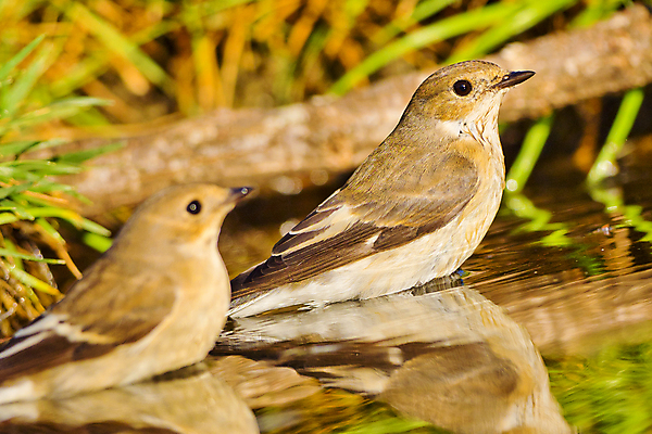 포토 JPG 해외이미지 동물 유럽 음료 야생동물 자연 조류 사람없음 초록색 물 환경 목욕 젖음 다양 연못 스페인 보호 숲 갈증 깃털 생태계 생물학 부리 서식지 동물상 무료 보호구역 생태학 해외포토 자연요소 교육 나라 컬러 다수 컨셉 조형물 청결 구역 파일형식 이미지허브