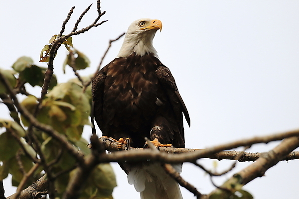 포토 JPG 해외이미지 주간 나무 야생동물 사람없음 야외 독수리 흰머리독수리 해외포토 자연요소 식물 동물 조류 파일형식 이미지허브