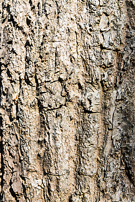 포토 JPG 해외이미지 나무 식물 백그라운드 패턴 자연 벽지 표면 추상 이끼 사람없음 목재 거친 숲 피부 묘사 질감 나무껍질 내추럴 그런지 수목 옛날 해외포토 무늬 재료 신체부위 껍질 생태계 파일형식 이미지허브