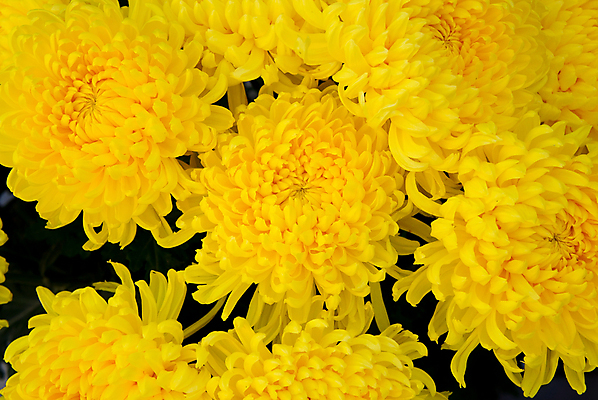 포토 JPG 해외이미지 식물 꽃잎 꽃 백그라운드 잎 자연 국화 발렌타인데이 사랑 사람없음 여름 뷰티 노란색 정원 봄 활발 가을 신선 향수 순수 원예 서식 생물학 데이지 향기 엽서 아로마 초대 내추럴 완전 해외포토 계절 교육 감정 컬러 컨셉 데이이벤트 취미 화장품 편지 생태계 냄새 파일형식 이미지허브