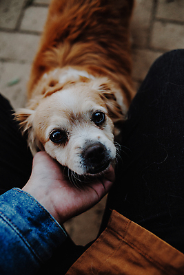 포토 JPG 해외이미지 동물 공원 행복 백그라운드 장난 포유류 자연 놀이 털 함께함 건강 사람없음 야외 빨간색 초록색 반려동물 컬러풀 달리기 뷰티 갈색 맑음 봄 기쁨 미니어처 닫기 개 달콤 강아지 사과 작음 사냥개 귀 치와와 송곳니 기르기 해외포토 계절 공공시설 감정 컬러 컨셉 과일 모션 날씨 신체부위 모형 맛 치아 크기 생태계 돌봄 파일형식 이미지허브