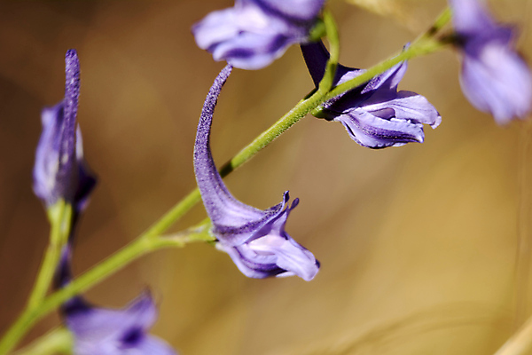 포토 JPG 해외이미지 식물 꽃 줄기 꽃무늬 밭 자연 하늘 사람없음 야외 가로 초록색 파란색 햇빛 태양 농장 노란색 환경 정원 맑음 봄 들꽃 성장 벚꽃 흰색 시골 신선 닫기 땅 허브 데이지 장면 내추럴 캐모마일 평야 수평선 해외포토 자연요소 계절 컬러 무늬 농업 모션 날씨 생태계 파일형식 이미지허브