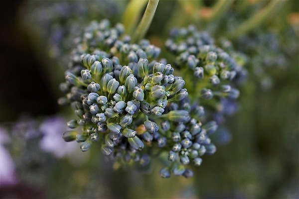 포토 JPG 해외이미지 식물 계절 음식 채소 자연 사람없음 야외 초록색 여름 정원 수확 성장 가을 닫기 브로콜리 유기농 원예 떠남 심기 해외포토 웰빙 컬러 농업 모션 취미 생태계 파일형식 이미지허브