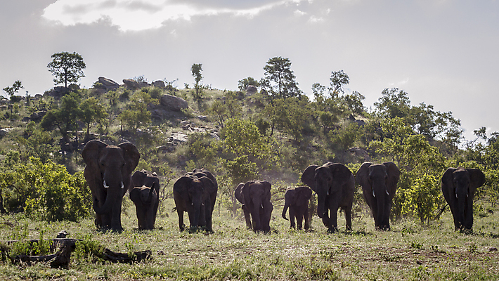 포토 JPG 해외이미지 동물 야생동물 포유류 아프리카 자연 코끼리 파노라마 국립공원 풍경 사람없음 걷기 황무지 보호 사파리 서식지 남아프리카 보츠와나 보호구역 사바나 해외포토 멸종위기종 공원 나라 컨셉 모션 촬영기법 생태계 구역 파일형식 이미지허브