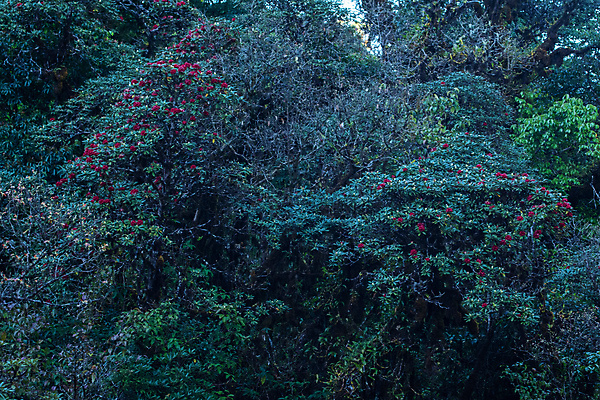 포토 JPG 해외이미지 나무 백그라운드 자연 풍경 사람없음 초록색 태양 숲 해외포토 자연요소 식물 컬러 생태계 파일형식 이미지허브