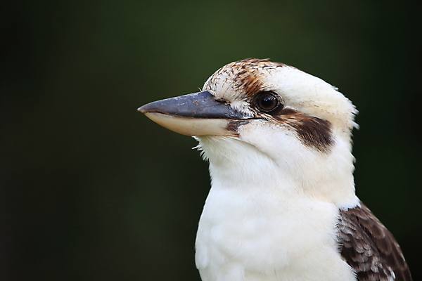 포토 JPG 해외이미지 주간 야생동물 자연 조류 사람없음 야외 물새 물총새 해외포토 자연요소 동물 생태계 파일형식 이미지허브