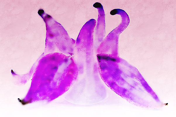 포토 JPG 해외이미지 식물 동물 계절 꽃잎 꽃 분홍색 곤충 백그라운드 잎 꽃무늬 자연 조류 사람없음 초록색 여름 머리 정원 보라색 봄 5월 제비꽃 그림 백조 캔버스 내추럴 영원 해외포토 컬러 무늬 신체부위 날짜 생태계 파일형식 이미지허브