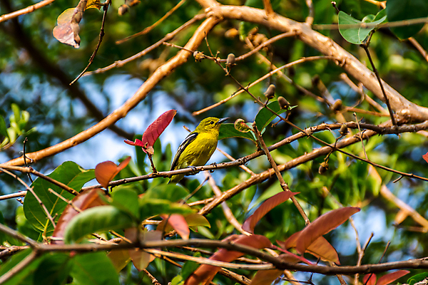 포토 JPG 해외이미지 나무 식물 동물 공원 야생동물 태국 자연 조류 앉기 사람없음 야외 초록색 컬러풀 노란색 정원 검은색 나뭇가지 관찰 황무지 작음 깃털 사냥 공포 동물상 해외포토 공공시설 아시아 컬러 모션 조형물 크기 생태계 파일형식 이미지허브