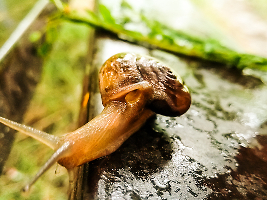 포토 JPG 해외이미지 동물 1 야생동물 음식 백그라운드 모션 아프리카 자연 연체동물 안테나 나선형 종류 사람없음 야외 초록색 반려동물 갈색 우주 정원 젖음 껍질 흰색 숲 큼 땅 속도 달팽이 덮기 느림 거인 내추럴 기어가기 고립 민달팽이 끈적임 해외포토 나라 컬러 무늬 통신 무척추동물 크기 생태계 파일형식 달팽이_동물 이미지허브