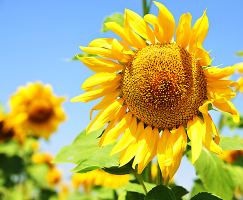 포토 JPG 해외이미지 백그라운드 꽃밭 하늘 해바라기 사람없음 노란색 활발 해외포토 꽃 컬러 컨셉 파일형식 이미지허브