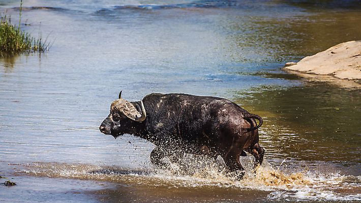 포토 JPG 해외이미지 동물 야생동물 포즈 포유류 모션 아프리카 자연 파노라마 국립공원 사람없음 강 달리기 황무지 보호 사파리 황소 서식지 남아프리카 보츠와나 보호구역 스플래쉬 해외포토 공원 나라 컨셉 촬영기법 소 생태계 구역 파일형식 이미지허브