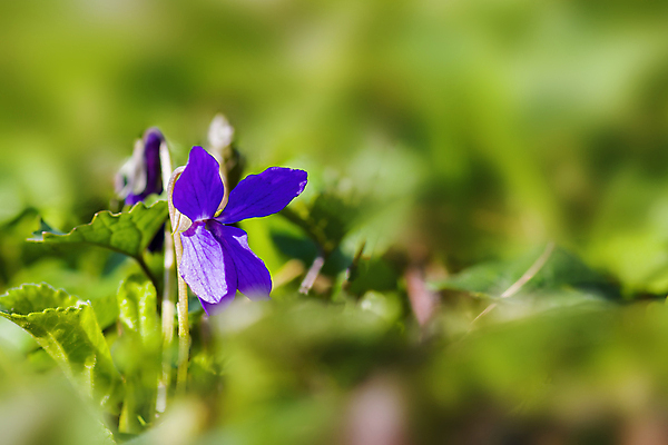 포토 JPG 해외이미지 나무 식물 디자인 계절 공원 꽃잎 꽃 백그라운드 잎 꽃무늬 자연 벽지 사람없음 야외 장식 가로 초록색 여름 뷰티 우주 정원 맑음 봄 성장 벚꽃 나뭇가지 신선 개화 닫기 묘사 원예 보케 고립 카피스페이스 해외포토 공공시설 컬러 무늬 모션 날씨 취미 공백 생태계 파일형식 이미지허브