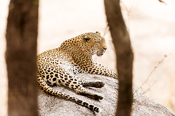 포토 JPG 해외이미지 주간 나무 한마리 응시 야생동물 엎드리기 자연 사람없음 야외 나뭇가지 소프트포커스 맹수 표범 남아프리카 보츠와나 해외포토 자연요소 식물 동물 1 시선 포유류 모션 아프리카 촬영기법 생태계 파일형식 이미지허브