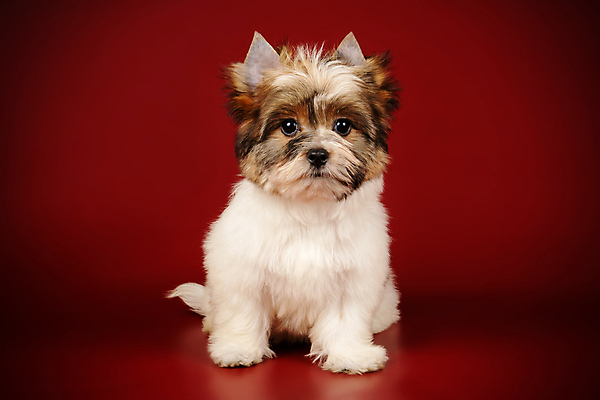 포토 JPG 해외이미지 동물 1 행복 새끼 백그라운드 새로움 털 사람없음 빨간색 반려동물 귀여움 검은색 거울 흰색 개 달콤 강아지 작음 요크셔테리어 테리어 활 솜털 송곳니 기르기 비버 삼색 해외포토 감정 컬러 컨셉 포유류 맛 치아 크기 돌봄 파일형식 이미지허브