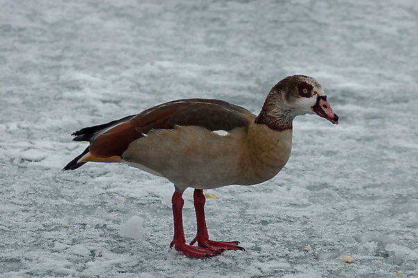 포토 JPG 해외이미지 동물 1 공원 호수 백그라운드 겨울 날개 오렌지 자연 표면 오리 이집트 서기 풍경 사람없음 야외 물 노란색 머리 환경 냉동 얼음 수영 추위 흰색 연못 가장자리 깃털 부리 장면 거위 불가리아 생존 해외포토 자연요소 계절 공공시설 컬러 과일 모션 아프리카 조류 신체부위 수상스포츠 둘레 생태계 파일형식 남유럽 이미지허브