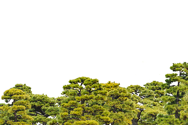 포토 JPG 해외이미지 식물 줄기 백그라운드 잎 자연 사람없음 초록색 뷰티 정원 흰색 나뭇가지 소나무 숲 자르기 내추럴 고립 엘리먼트 해외포토 나무 컬러 모션 생태계 파일형식 이미지허브