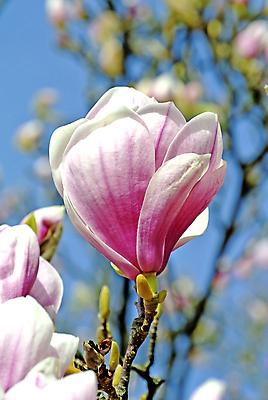 포토 JPG 해외이미지 주간 근접촬영 사람없음 야외 아웃포커스 봄 목련 해외포토 자연요소 계절 꽃 뷰포인트 촬영기법 파일형식 이미지허브