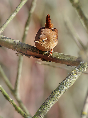 포토 JPG 해외이미지 동물 야생동물 겨울 날개 노래 통신 자연 조류 생물 사람없음 야외 가로 갈색 환경 외침 나뭇가지 관찰 보호 작음 깃털 꼬리 부리 통나무 코믹 아일랜드 서식지 리빙 동물상 자취 해외포토 나무 계절 유럽 음악 컬러 컨셉 모션 조형물 소리 크기 생태계 파일형식 이미지허브